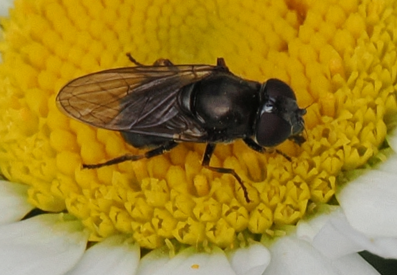 Cheilosia-sp